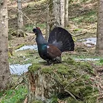 بيت للعطل Goasnstoi - Mit Hottub Und Bergblick Im Inntal فلنتسباخ